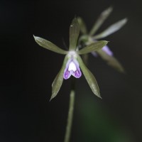 <i>Nervilia plicata</i>  (Andrews) Schltr.